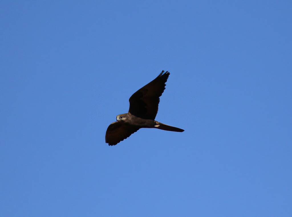 Outline of the Black Falcon (Falco subniger), Central Australia