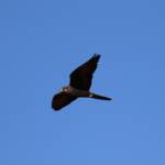 Outline of the Black Falcon (Falco subniger), Central Australia