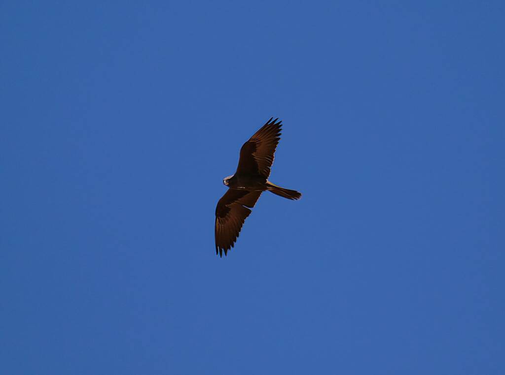 Outline of the Black Falcon (Falco subniger), Central Australia