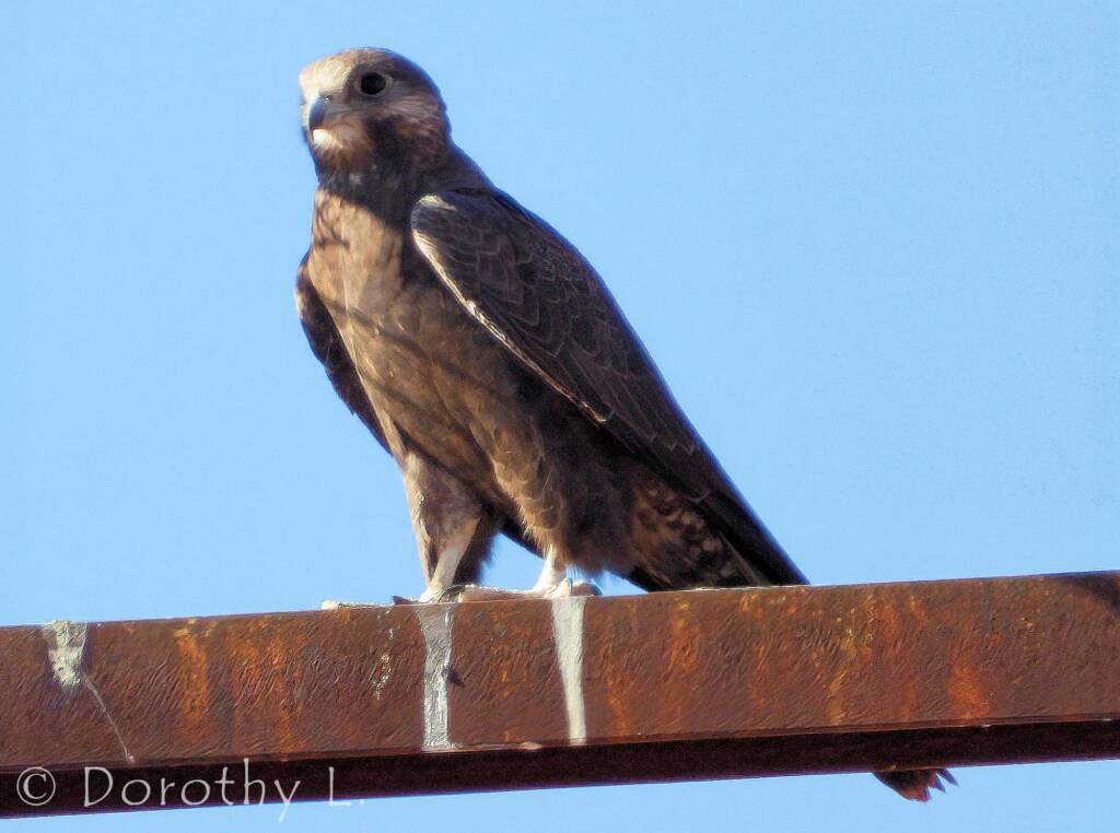 Black Falcon (Falco subniger), Central Australia