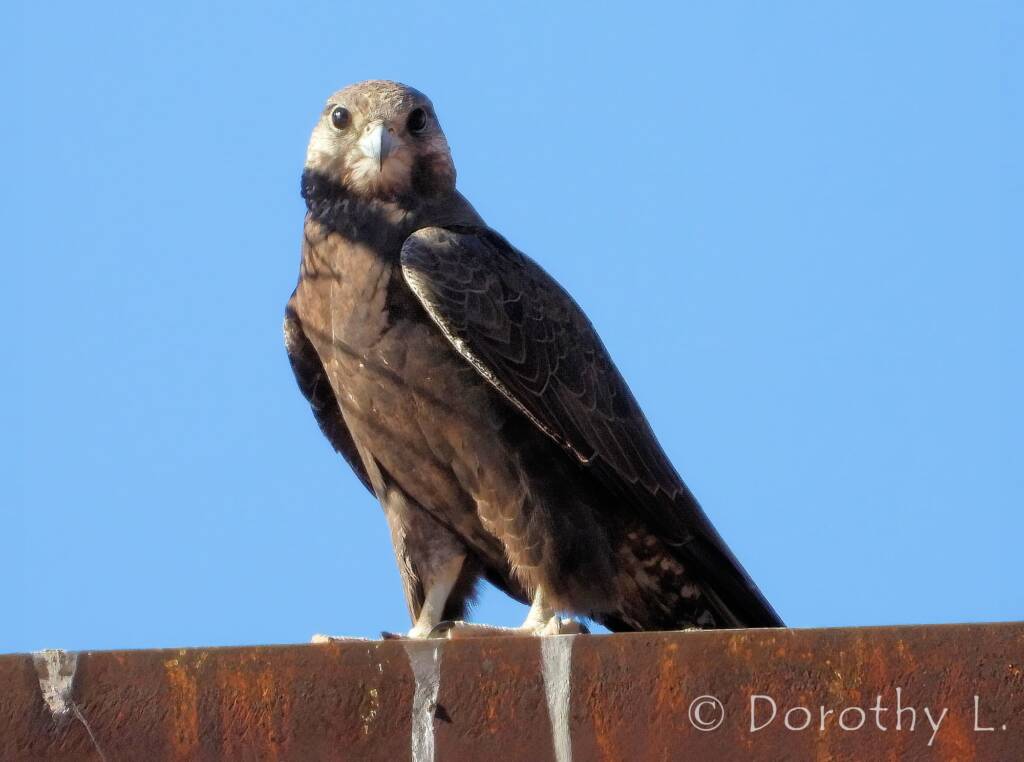 Black Falcon (Falco subniger), Central Australia