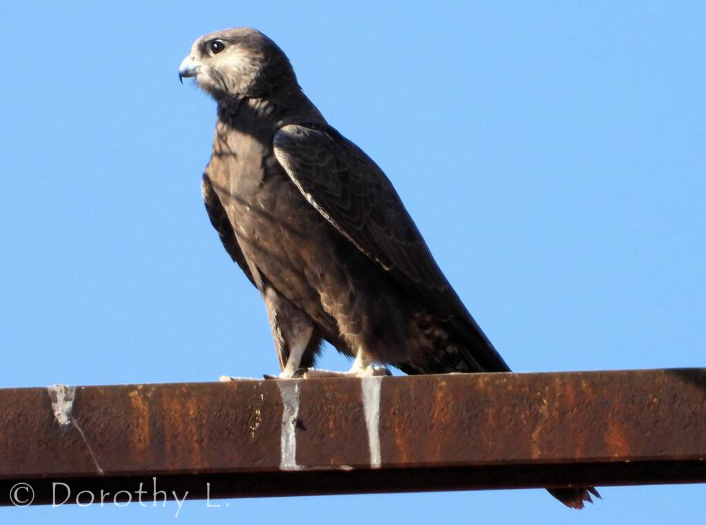 Black Falcon (Falco subniger), Central Australia