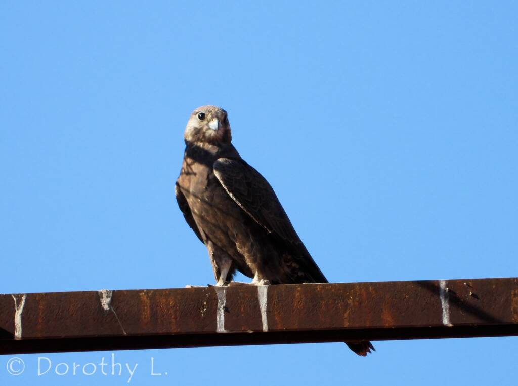 Black Falcon (Falco subniger), Central Australia