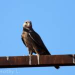 Black Falcon (Falco subniger), Central Australia