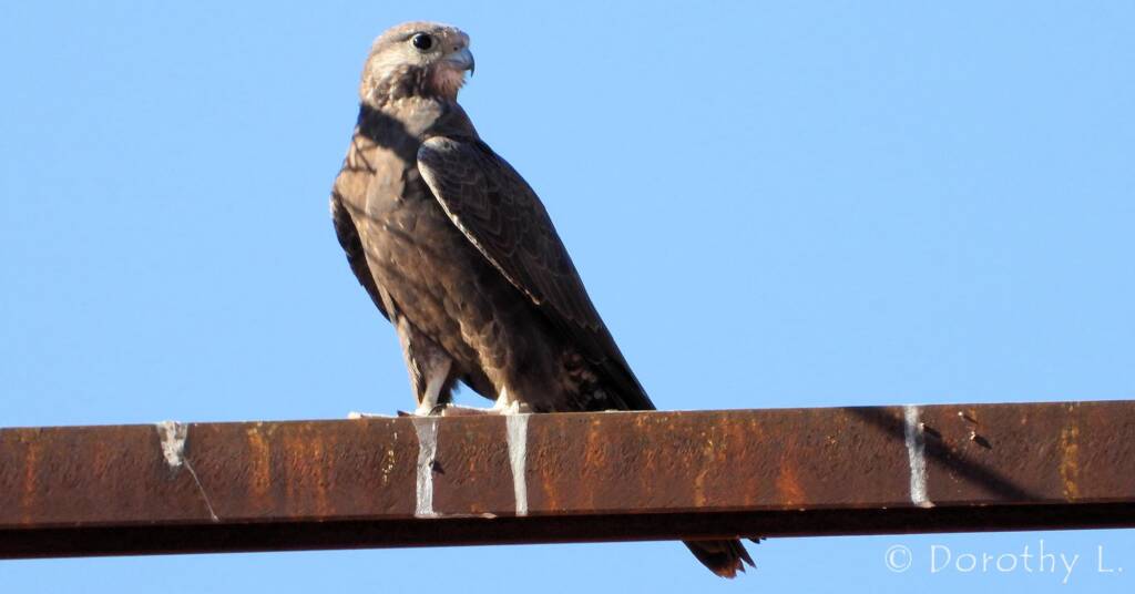 Black Falcon (Falco subniger), Central Australia