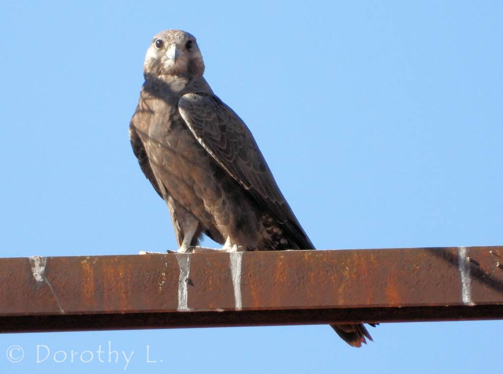 Black Falcon (Falco subniger), Central Australia