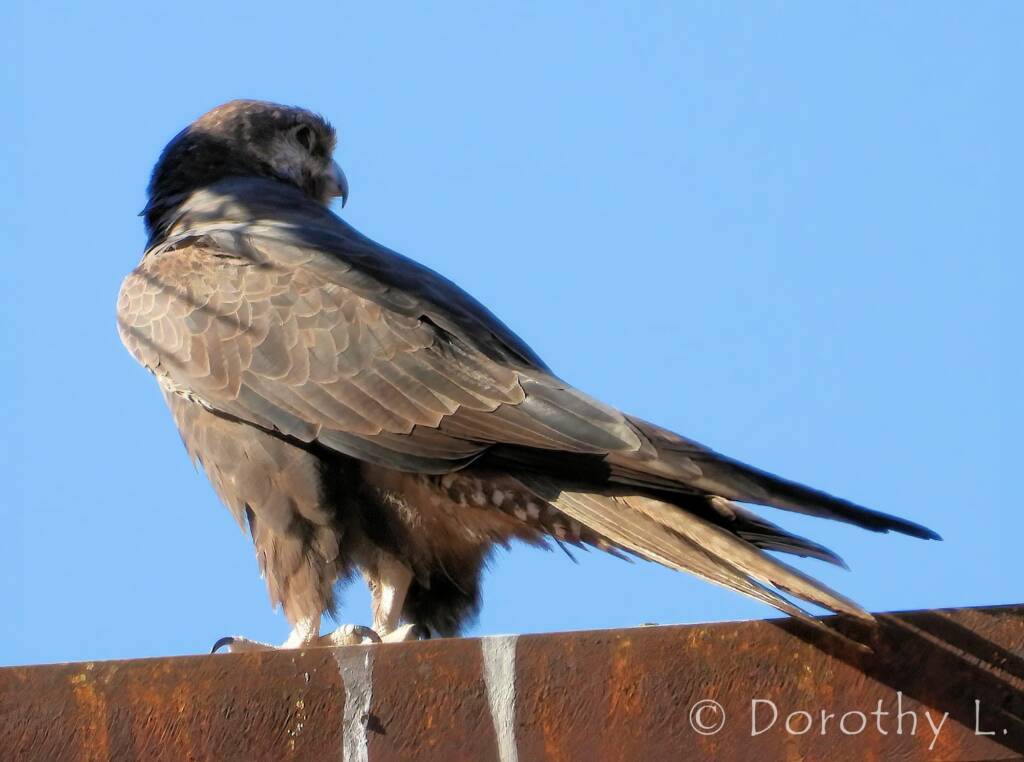 Black Falcon (Falco subniger), Central Australia