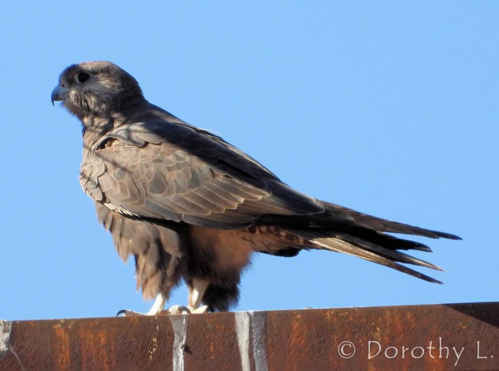 Black Falcon (Falco subniger), Central Australia