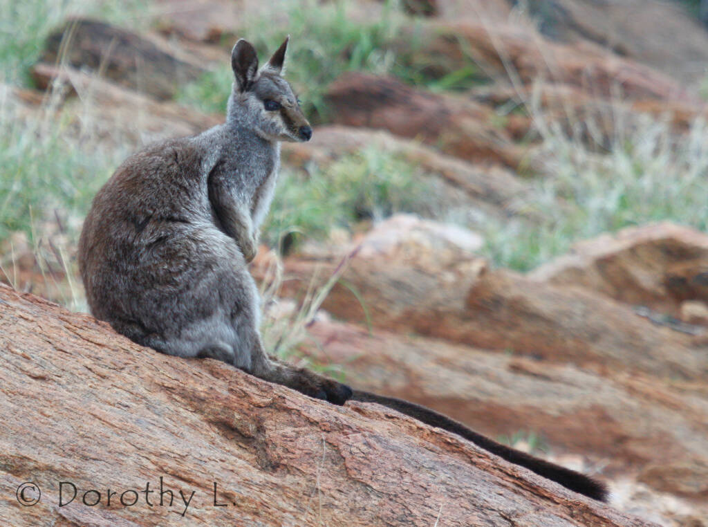 Black-footed Rock Wallaby, Olive Pink Botanic Garden