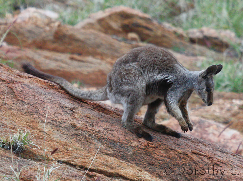 Black-footed Rock Wallaby, Olive Pink Botanic Garden