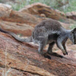 Black-footed Rock Wallaby, Olive Pink Botanic Garden