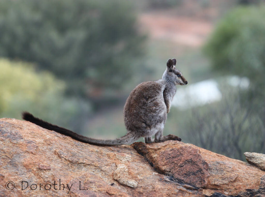 Black-footed Rock Wallaby, Olive Pink Botanic Garden