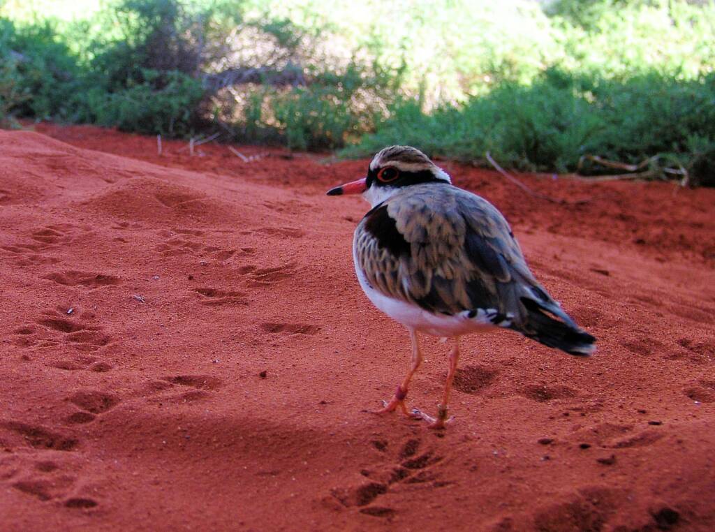 Black-fronted Dotterel (Elseyornis melanops), Alice Springs Desert Park
