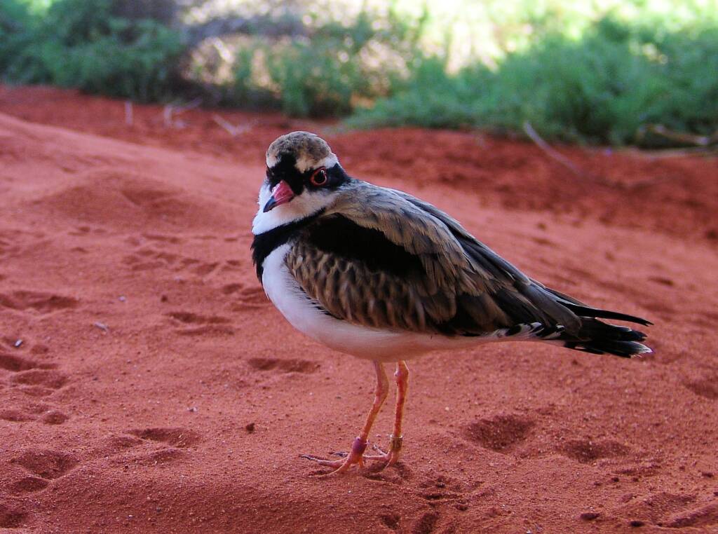 Black-fronted Dotterel (Elseyornis melanops), Alice Springs Desert Park