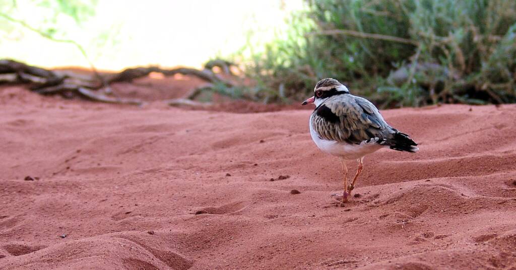 Black-fronted Dotterel (Elseyornis melanops), Alice Springs Desert Park