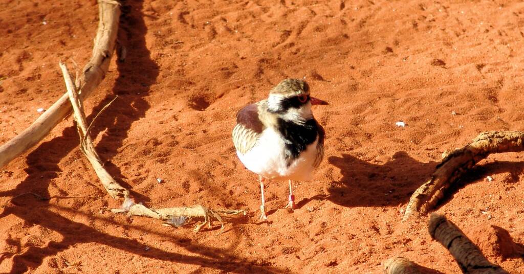 Black-fronted Dotterel (Elseyornis melanops), Alice Springs Desert Park