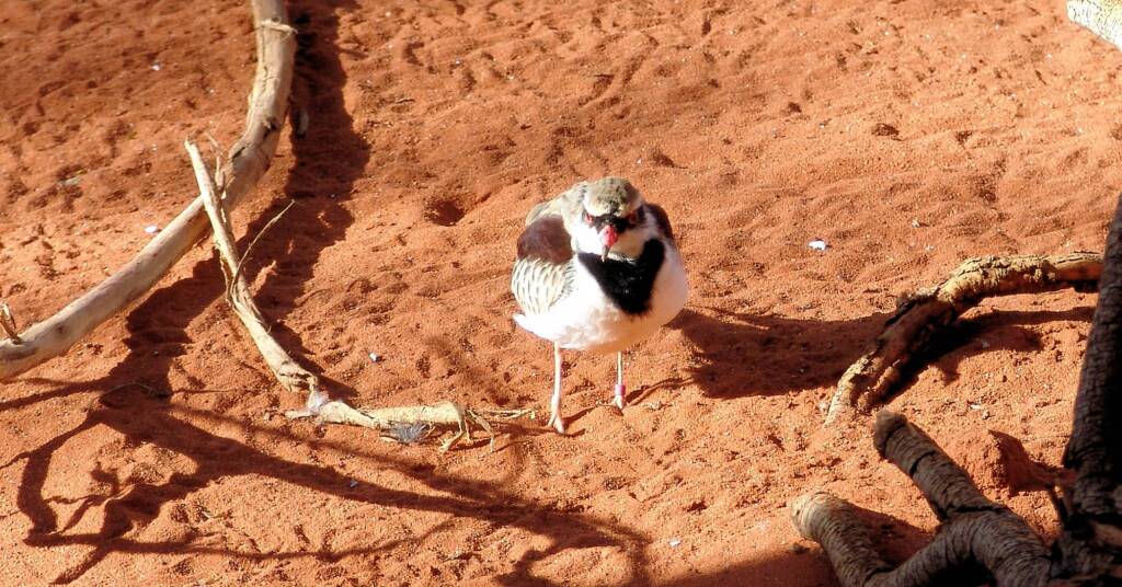 Black-fronted Dotterel (Elseyornis melanops), Alice Springs Desert Park