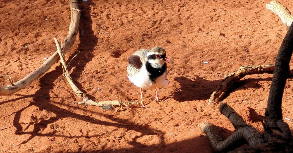 Black-fronted Dotterel (Elseyornis melanops), Alice Springs Desert Park
