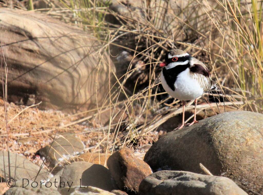 Black-fronted Dotterel (Elseyornis melanops)