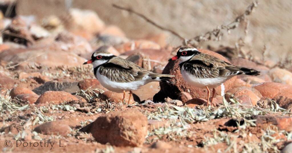 Black-fronted Dotterel (Elseyornis melanops)