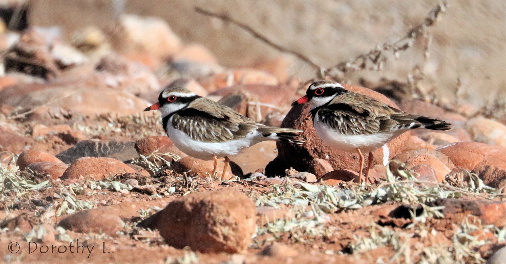Black-fronted Dotterel (Elseyornis melanops)