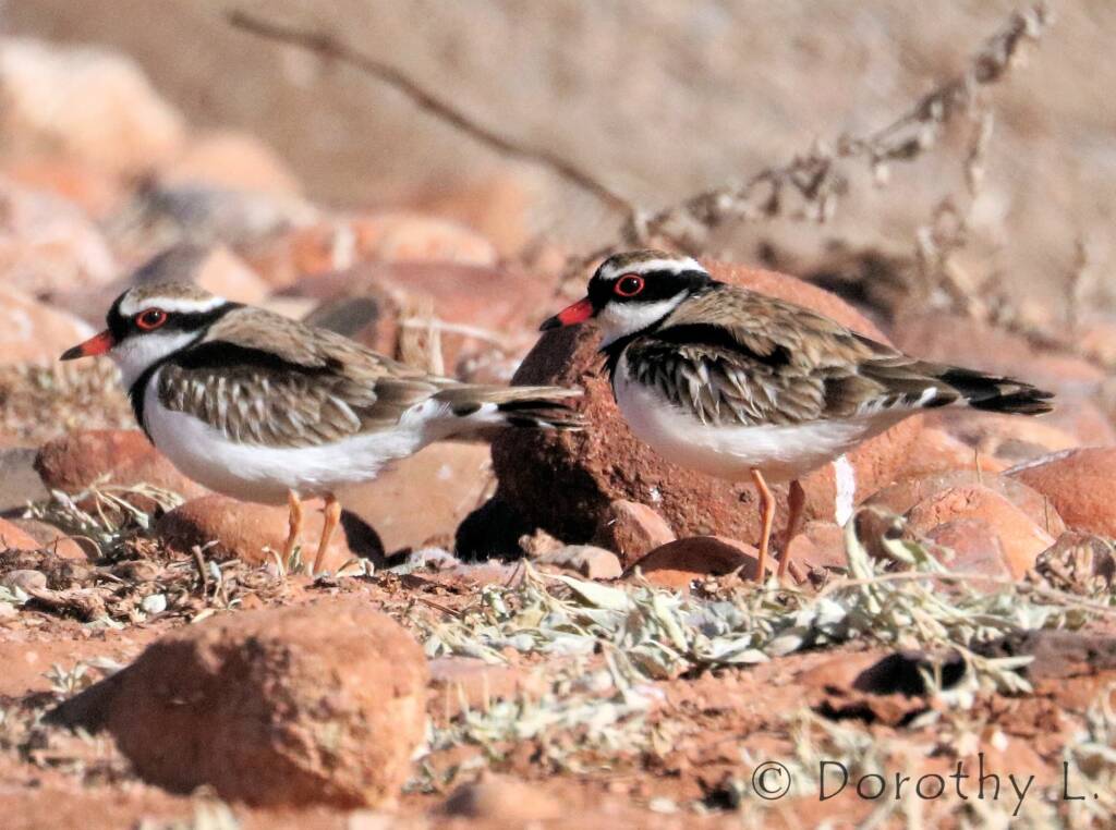 Black-fronted Dotterel (Elseyornis melanops)