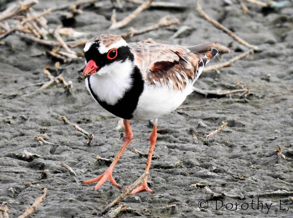 Black-fronted Dotterel (Elseyornis melanops)