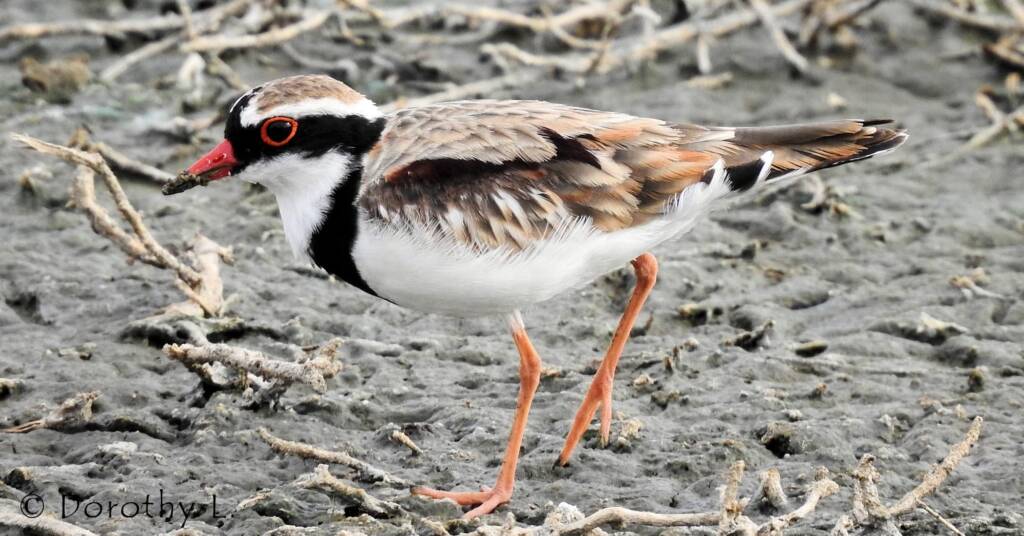 Black-fronted Dotterel (Elseyornis melanops)