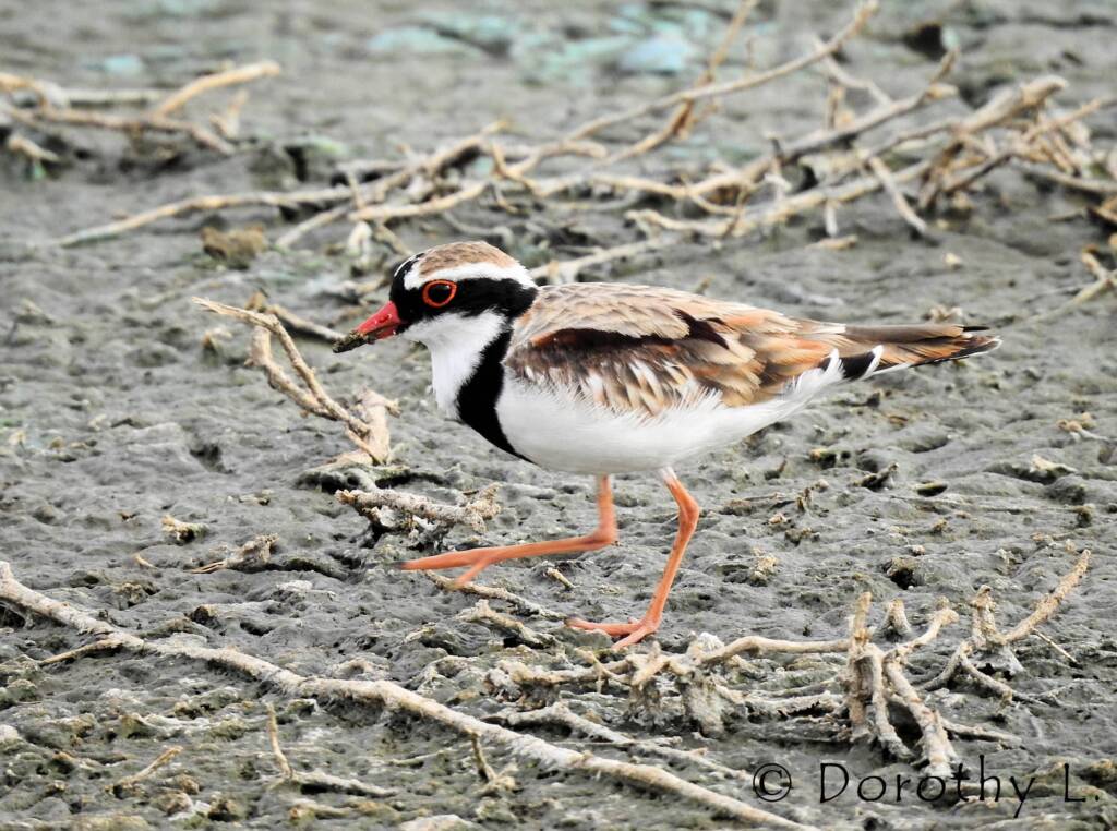 Black-fronted Dotterel (Elseyornis melanops)