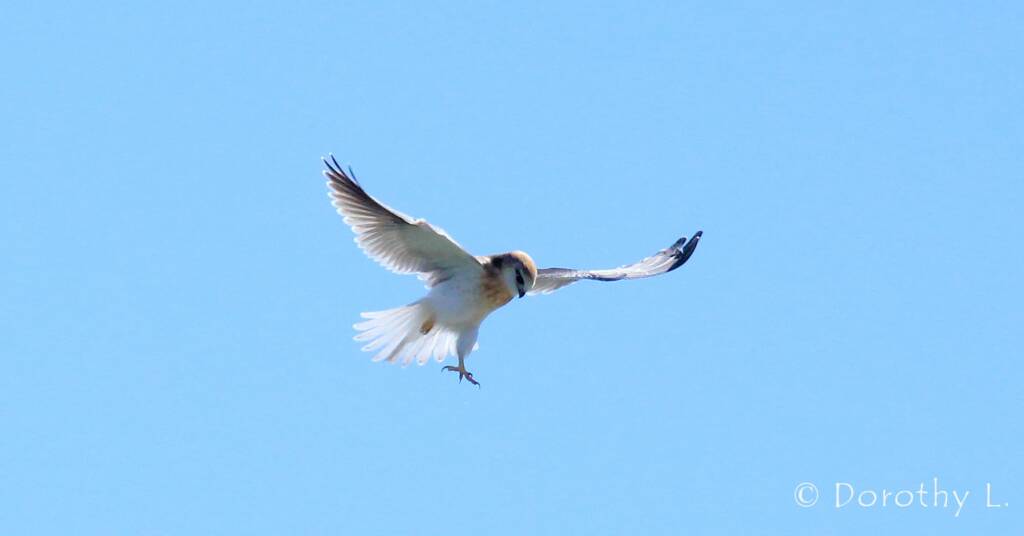Black-shouldered Kite (Elanus axillaris), Alice Springs, NT