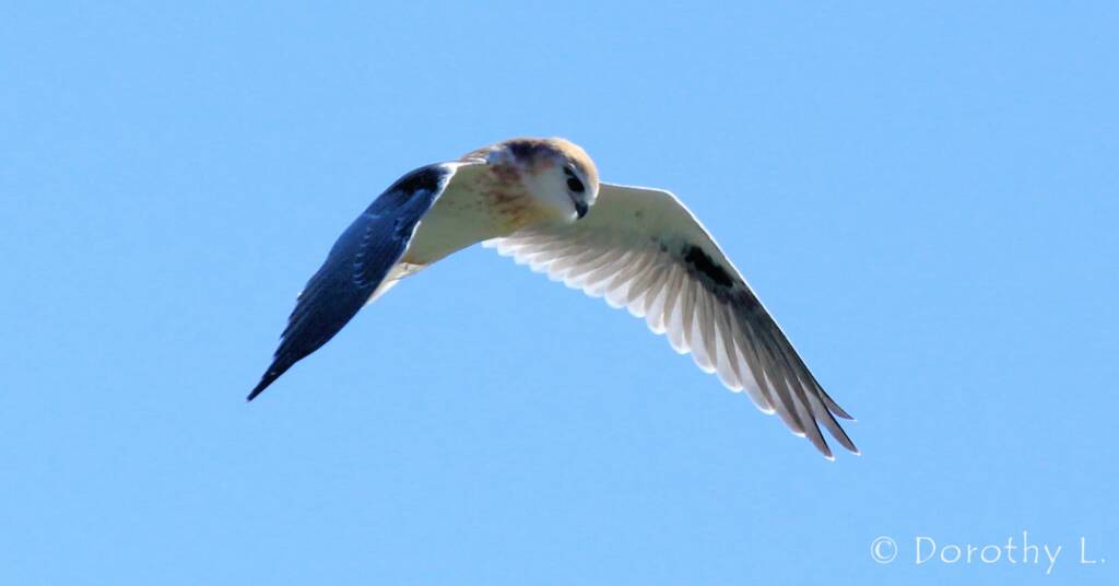 Black-shouldered Kite (Elanus axillaris), Alice Springs, NT