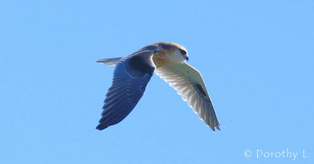 Black-shouldered Kite (Elanus axillaris), Alice Springs, NT