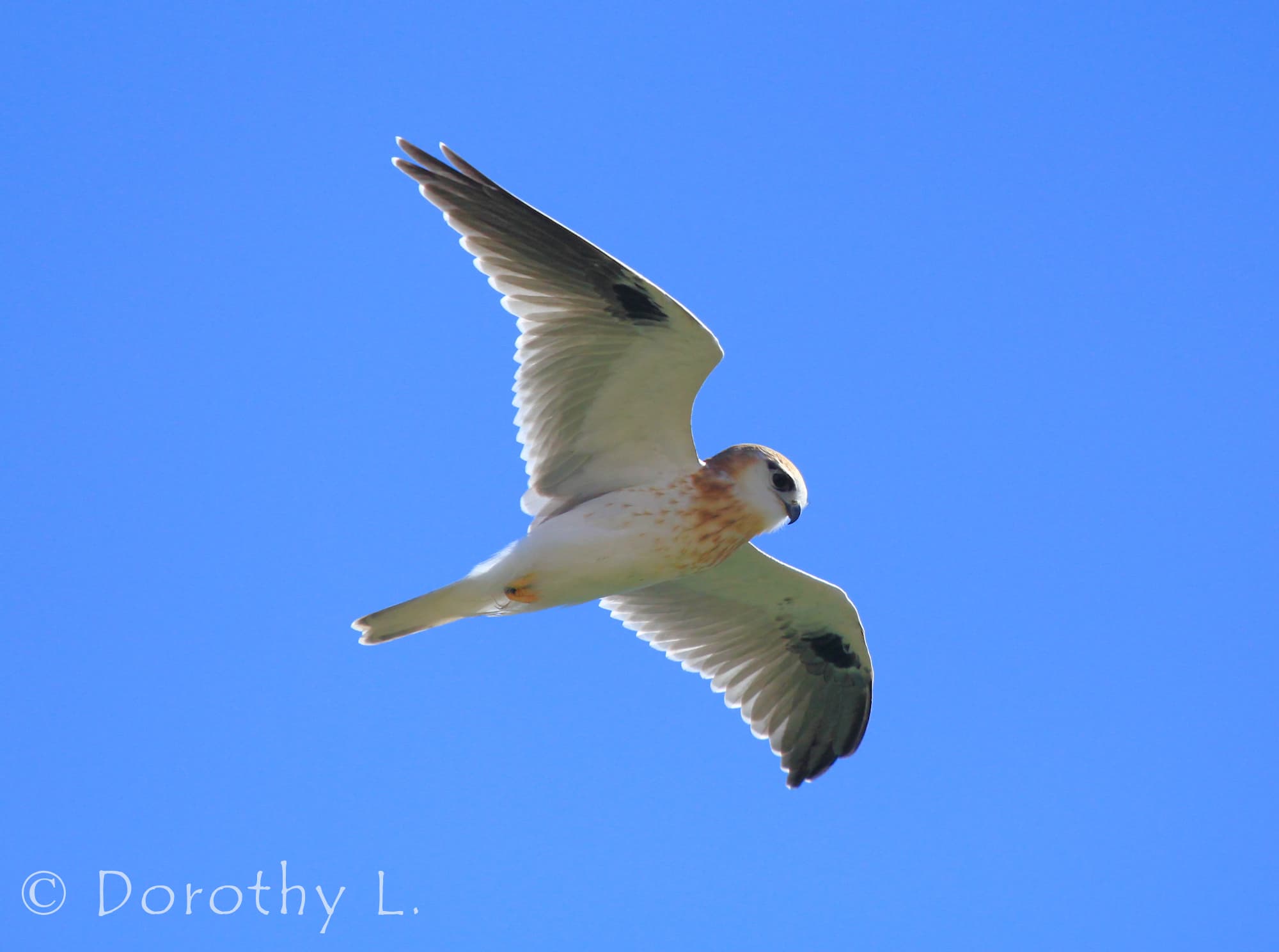Black-shouldered Kite (Elanus axillaris), Alice Springs, NT