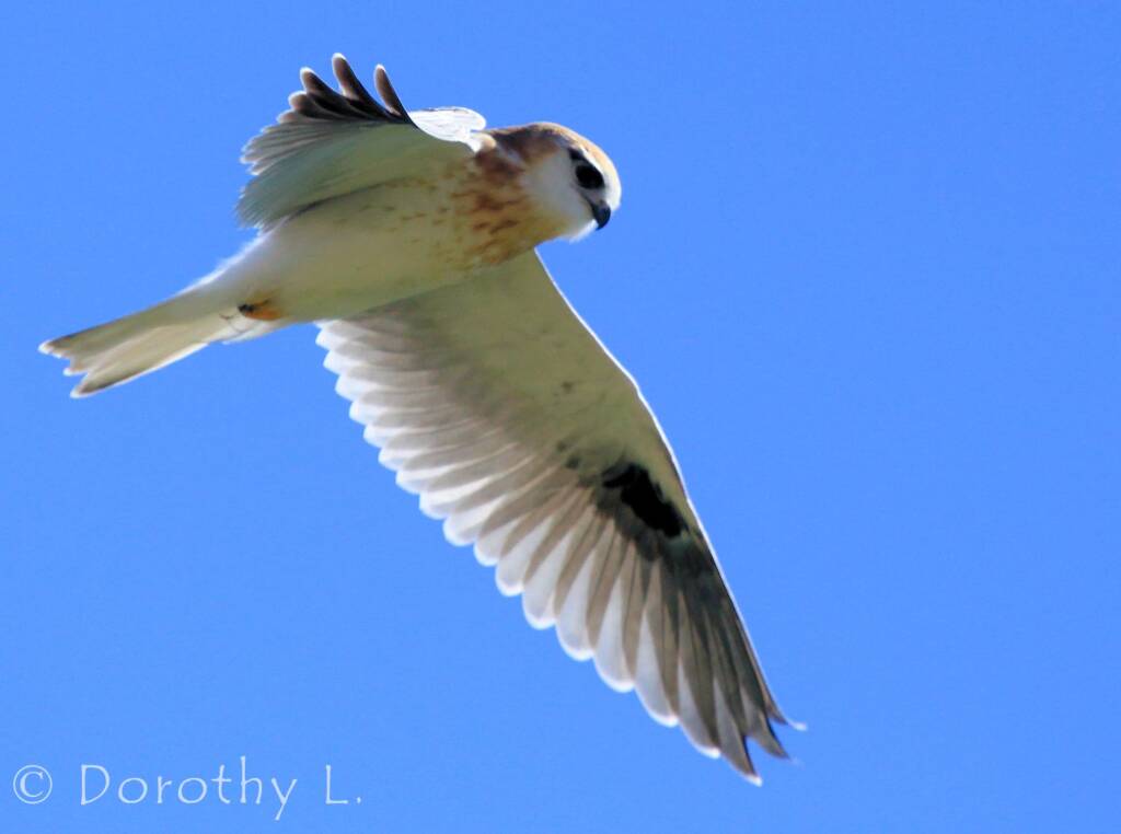 Black-shouldered Kite (Elanus axillaris), Alice Springs, NT