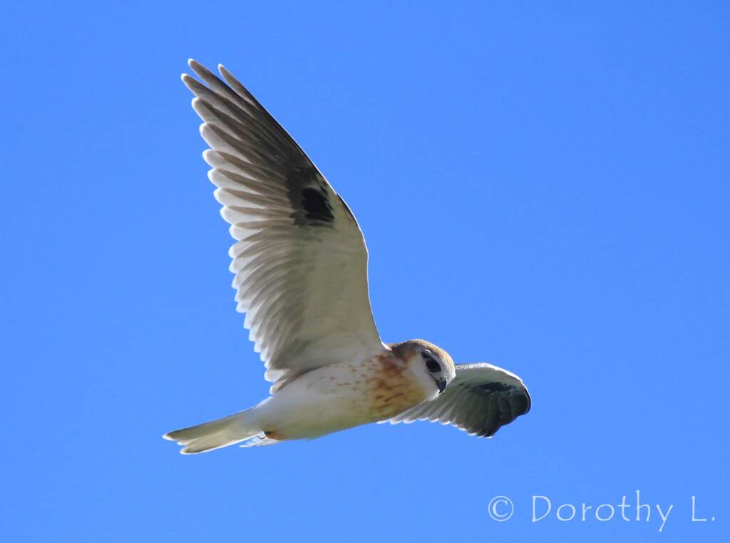 Black-shouldered Kite (Elanus axillaris), Alice Springs, NT