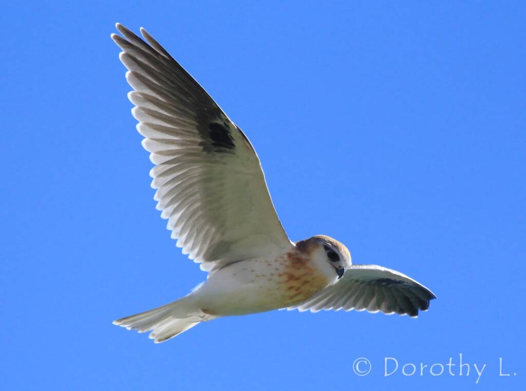 Black-shouldered Kite (Elanus axillaris), Alice Springs, NT