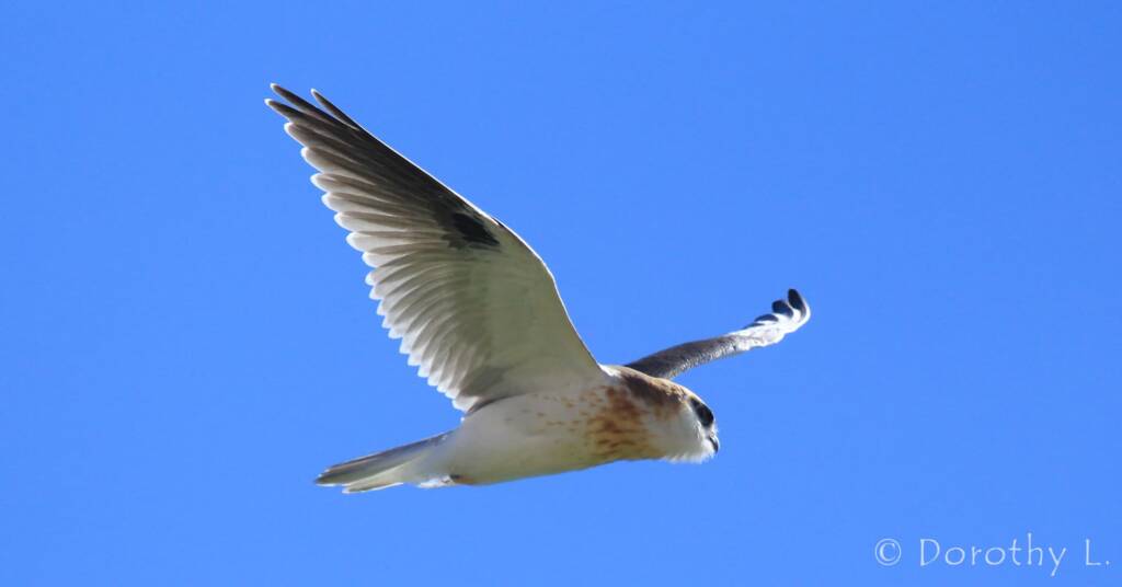 Black-shouldered Kite (Elanus axillaris), Alice Springs, NT