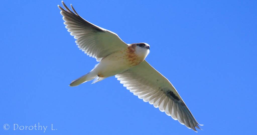 Black-shouldered Kite (Elanus axillaris), Alice Springs, NT