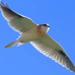 Black-shouldered Kite (Elanus axillaris), Alice Springs, NT