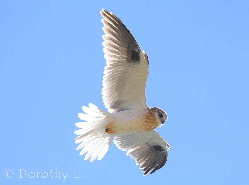 Black-shouldered Kite (Elanus axillaris), Alice Springs, NT