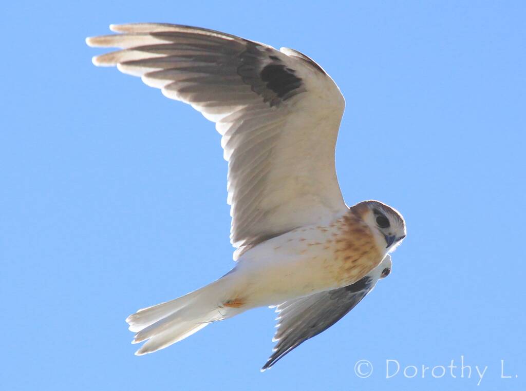 Black-shouldered Kite (Elanus axillaris), Alice Springs, NT