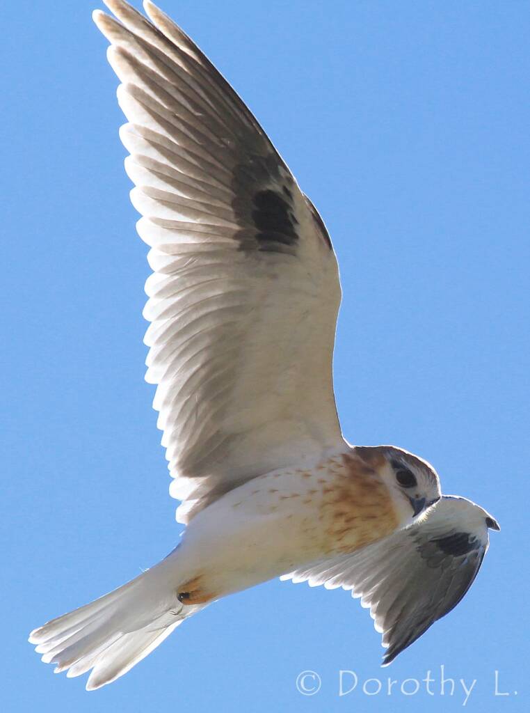 Black-shouldered Kite (Elanus axillaris), Alice Springs, NT