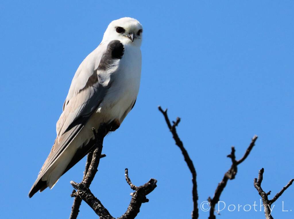 Black-shouldered Kite (Elanus axillaris)