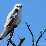 Black-shouldered Kite (Elanus axillaris)