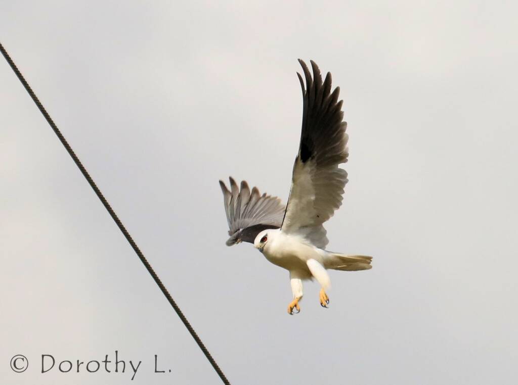 Black-shouldered Kite (Elanus axillaris)