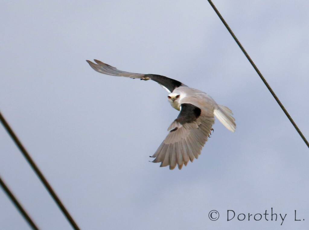 Black-shouldered Kite (Elanus axillaris)
