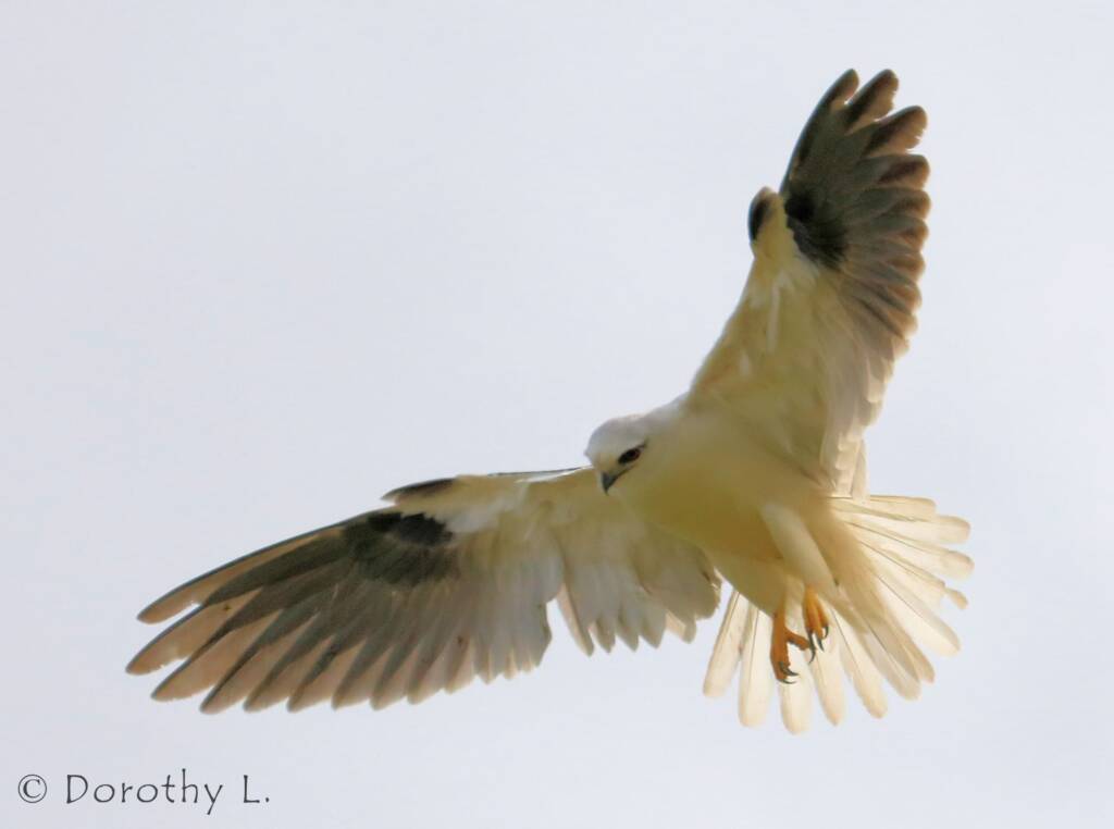 Black-shouldered Kite (Elanus axillaris)