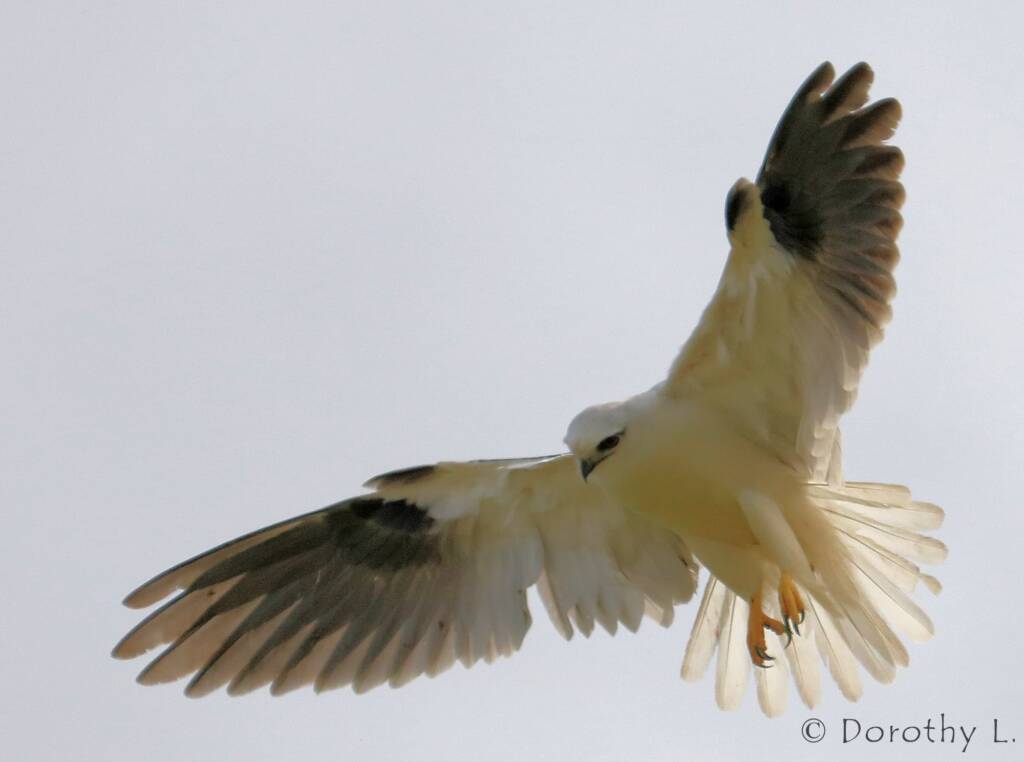 Black-shouldered Kite (Elanus axillaris)
