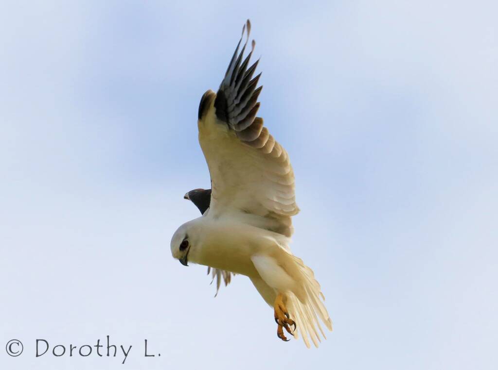 Black-shouldered Kite (Elanus axillaris)