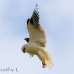 Black-shouldered Kite (Elanus axillaris)